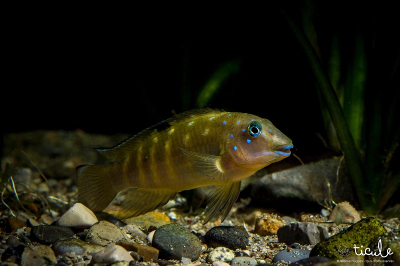 Spathodus cf. erythrodon 'Kekese'